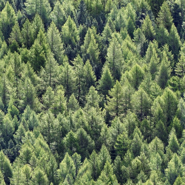 Galerie Wallpaper Product code: 45730 - Woods And Wicker Wallpaper Collection - Green Colours -  
